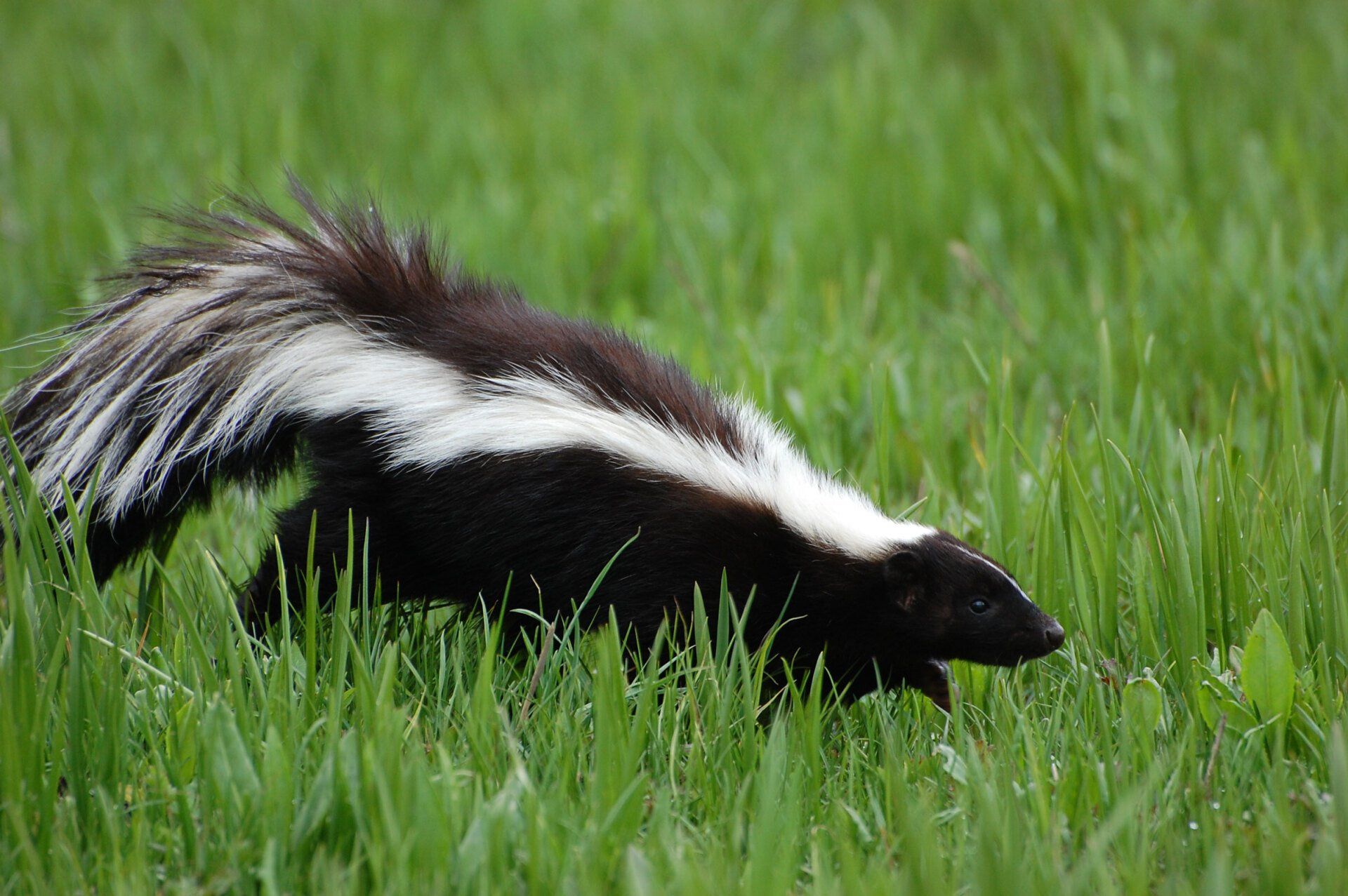 Skunk on a Lawn — Milwaukee County, WI — American Animal Control
