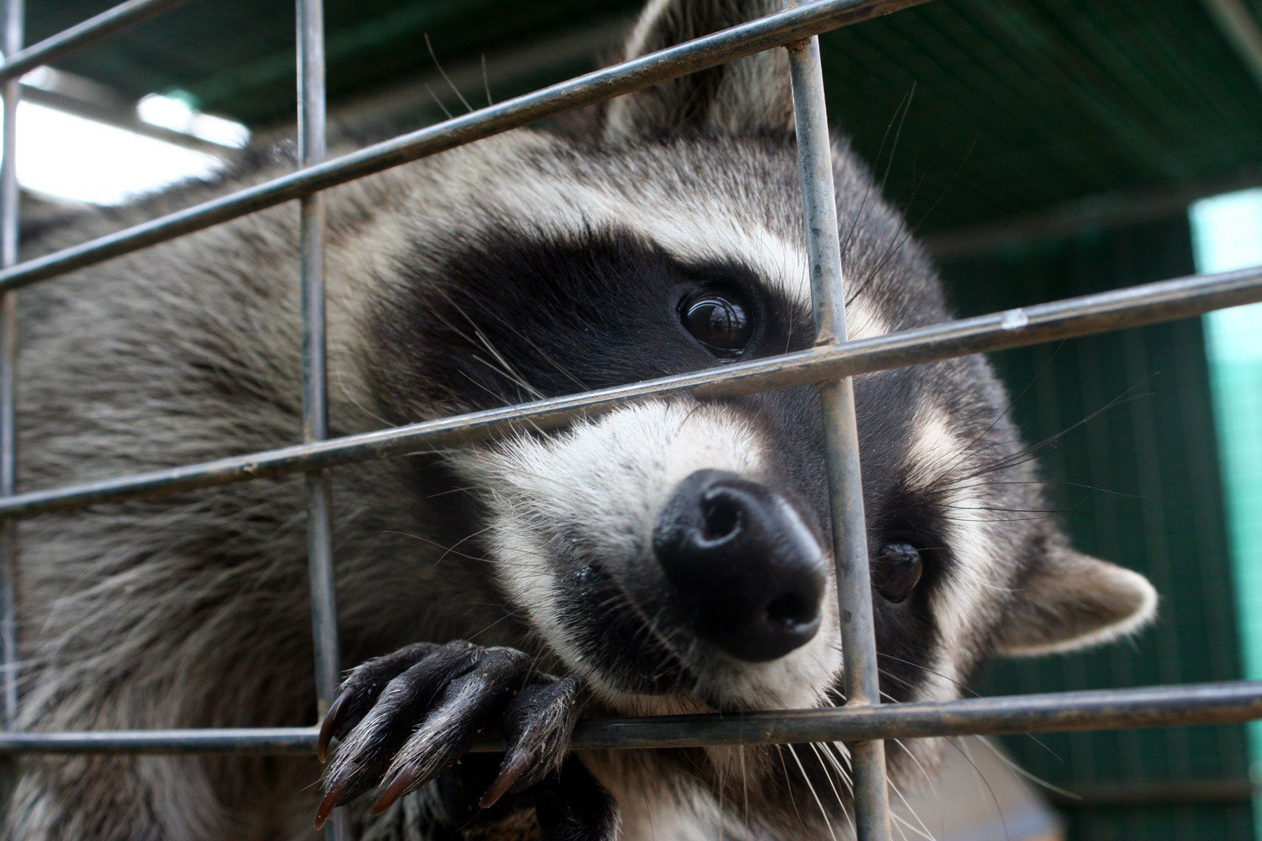 Raccoon Properly Caged — Milwaukee County, WI — American Animal Control