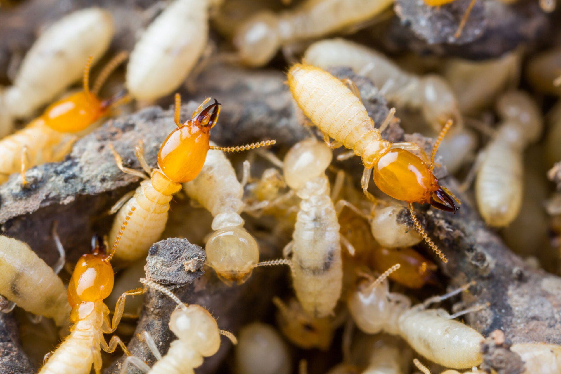 Termites Crawling on Wood — Milwaukee County, WI — American Animal Control
