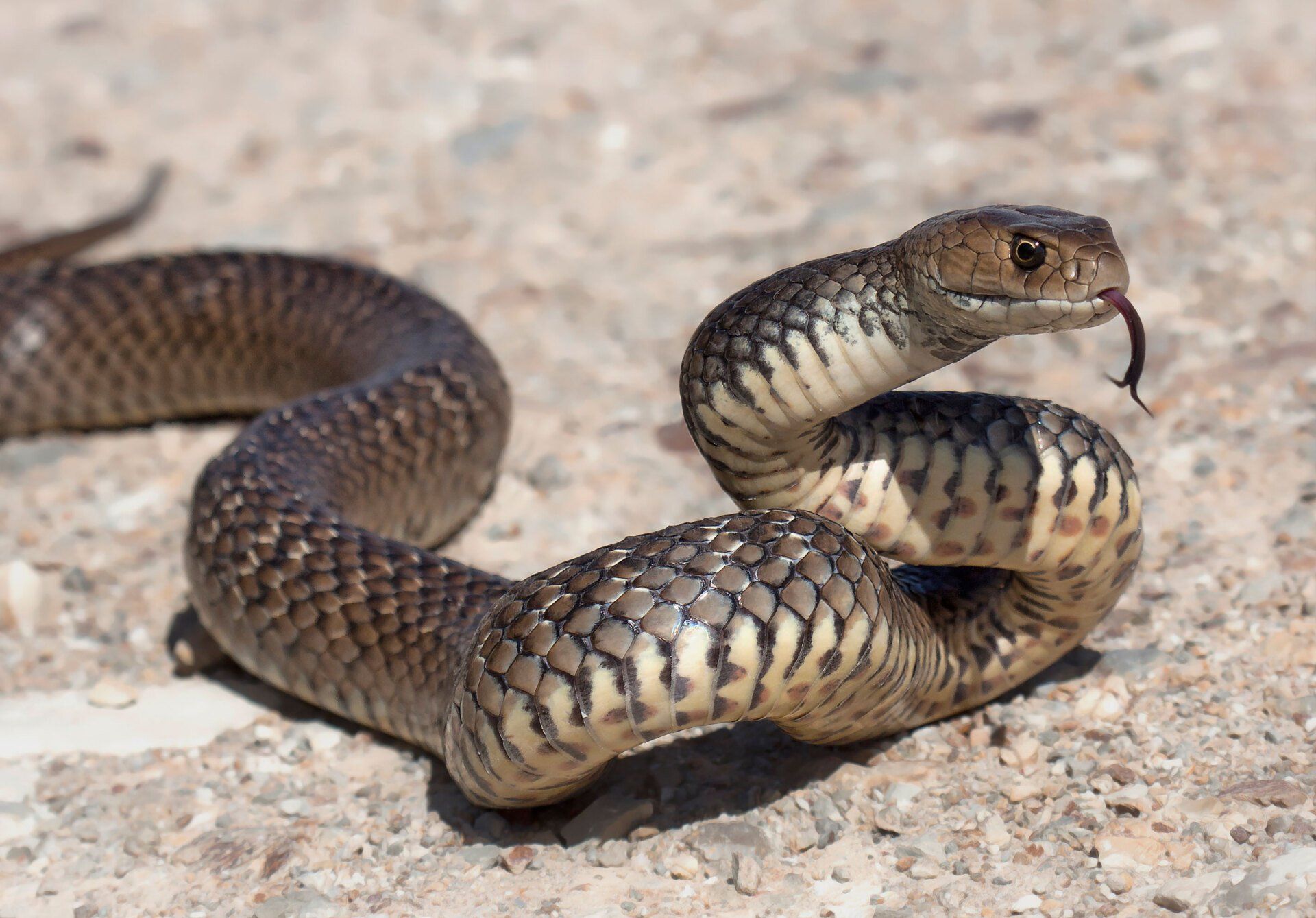 Dangerous Snake on a Sandy Environment — Milwaukee County, WI — American Animal Control