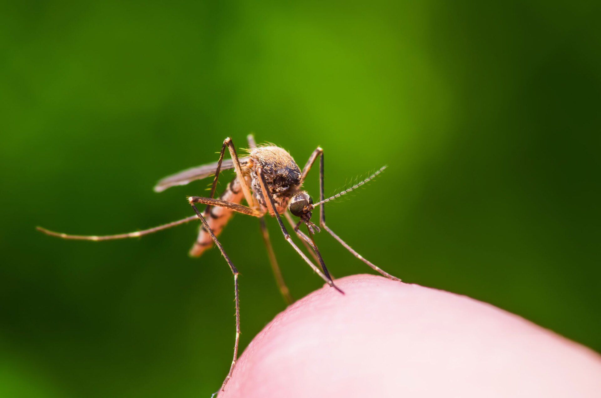 Mosquito Sucking Blood — Milwaukee County, WI — American Animal Control