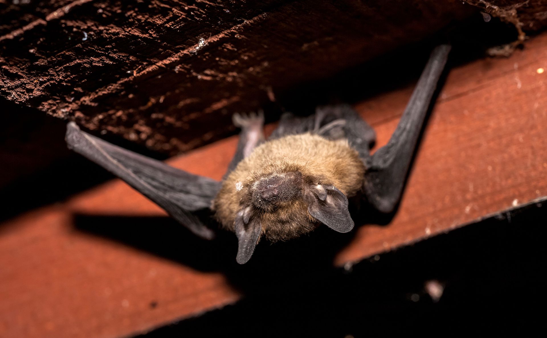 A close-up of a bat hanging upside down from a wooden ceiling.