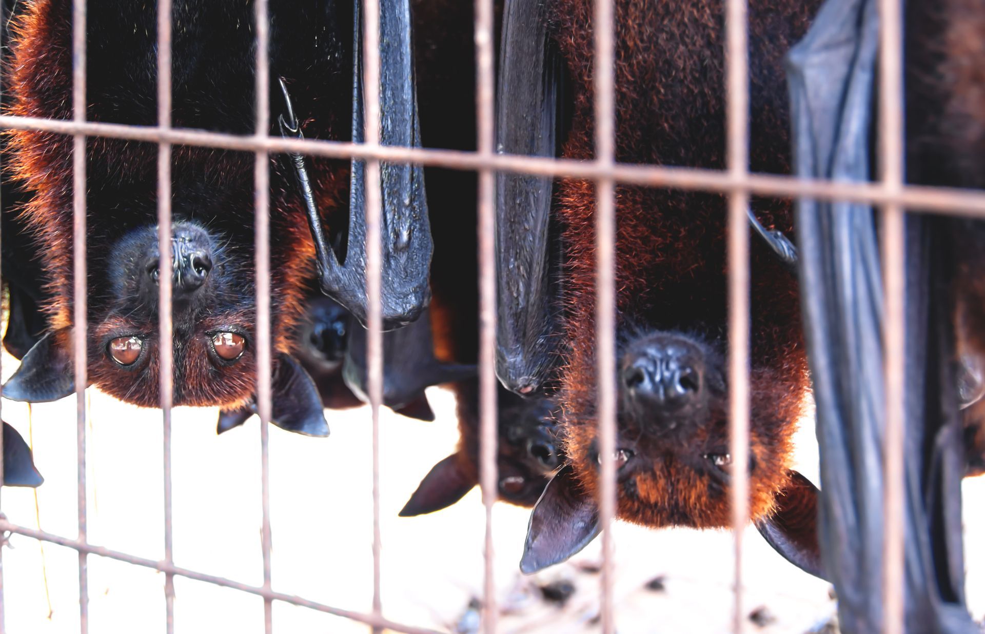 Two bats hanging upside down in a cage.