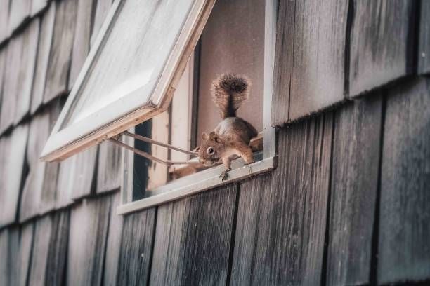 A squirrel jumping out of a window.