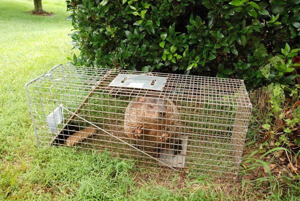 Groundhog in cage, showcasing efficient animal control removal services.