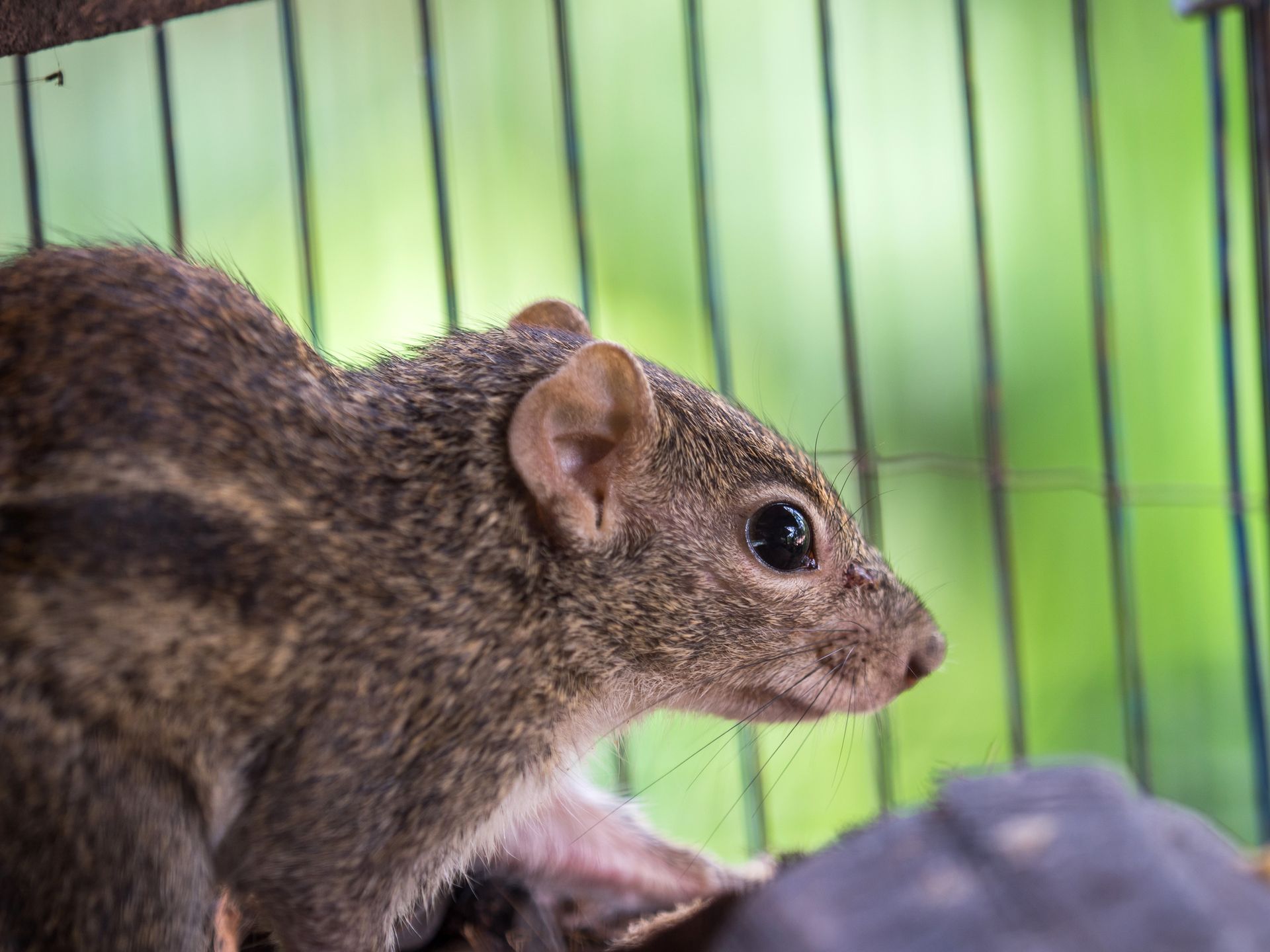 Squirrel in enclosure, highlighting animal control services for safe capture and protection.