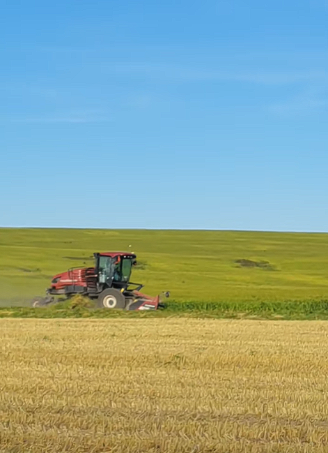 A swather is cutting on a field of alfalfa.