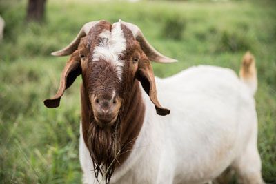 Boer goats