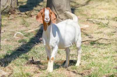 A Boer goat with a white body and tan head stands on a grassy field in front of a tree.