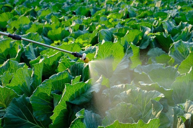 A spray wand applying pesticides to a field of vibrant green cabbage plants.