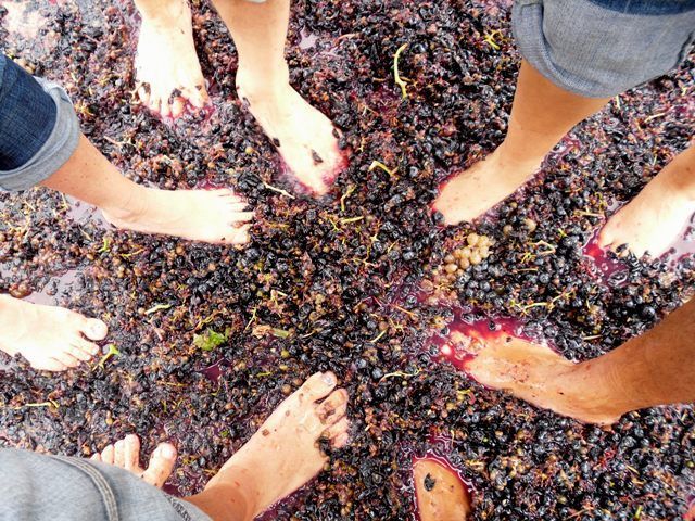 Most people stepping on grapes simultaneously - Labastida sets world record