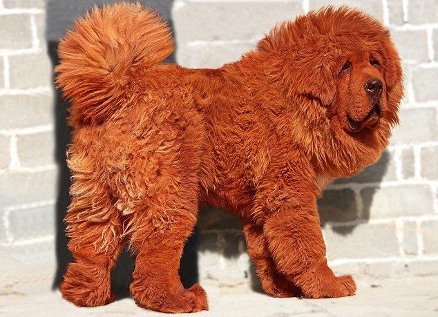 Most expensive dog: Red Tibetan Mastiff 