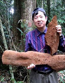 Largest Fungus: Tropical Chinese fungus set world record 