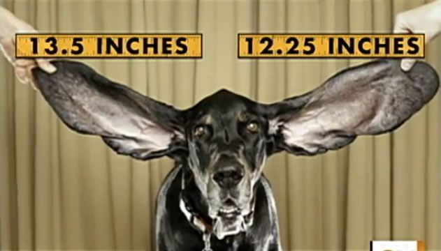  Longest ears on a living dog: Harbor set world record (HD Video)