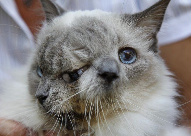 Oldest living two-faced cat: Frank and Louie sets world record (HD Video)