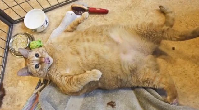  Fattest Living Cat: Sponge Bob sets world record (PICS & Video)

