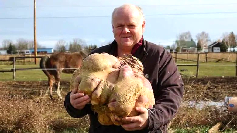 Heaviest turnip: world record set by Damien Allard (Canada)