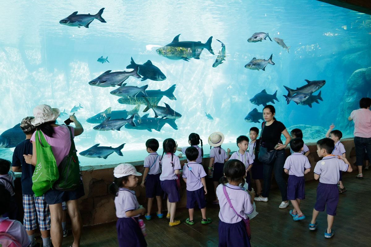  Largest freshwater aquarium: Singapore breaks Guinness world record 