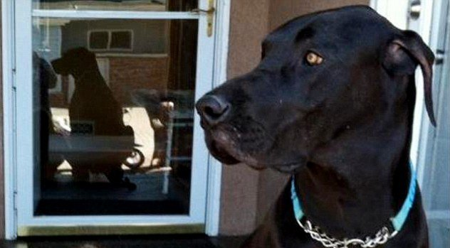 Tallest living dog: Bentley The Great Dane breaks Guinness World Records record