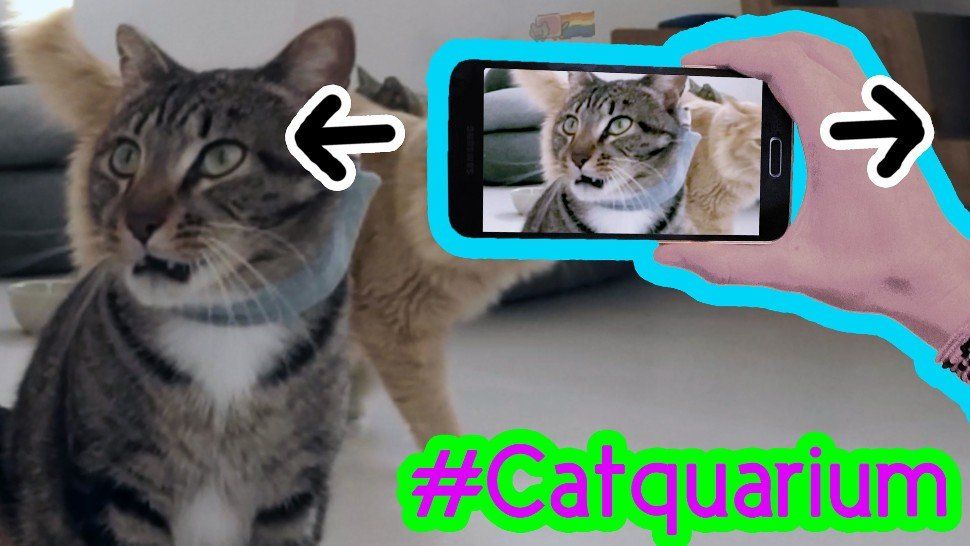 Biggest cat video: Catquarium sets world record (VIDEO)