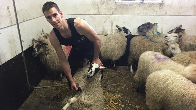 Fastest time to shear a sheep: Ivan Scott breaks Guinness World Records record (VIDEO)
   