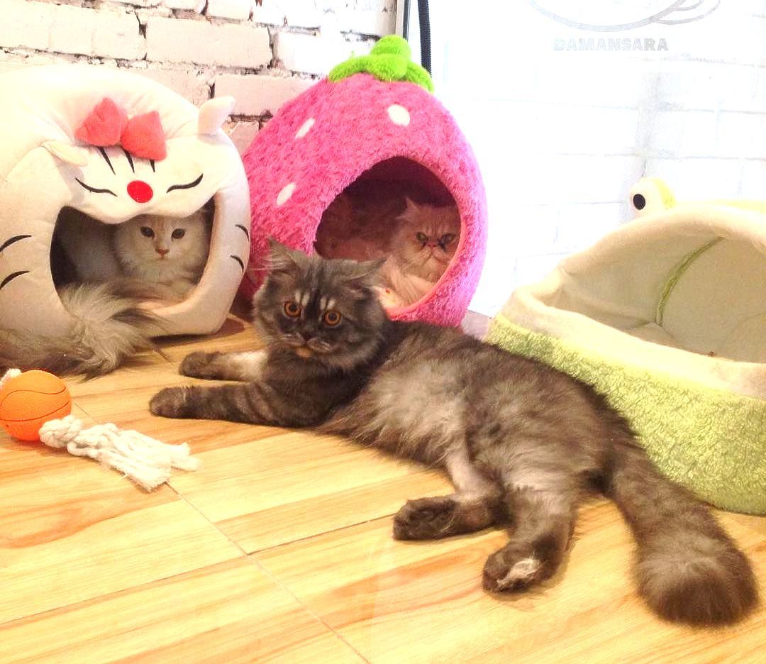 World's first five-star hotel for cats: Catzonia Malaysia sets world record (VIDEO)
   