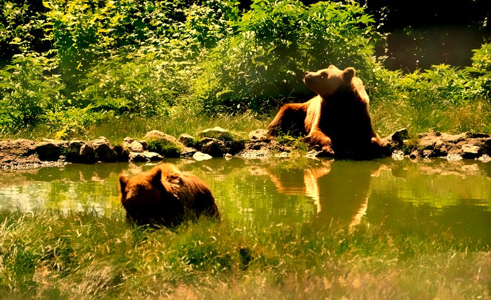 World's largest sanctuary of brown bears, world record in Zarnesti, Romania