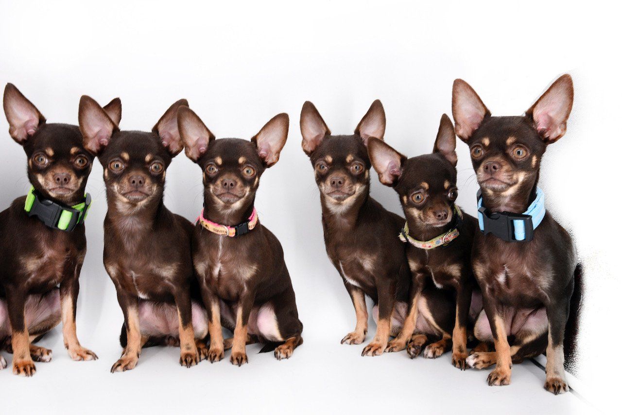 
Most Cloned Dog: world record set by Miracle Milly