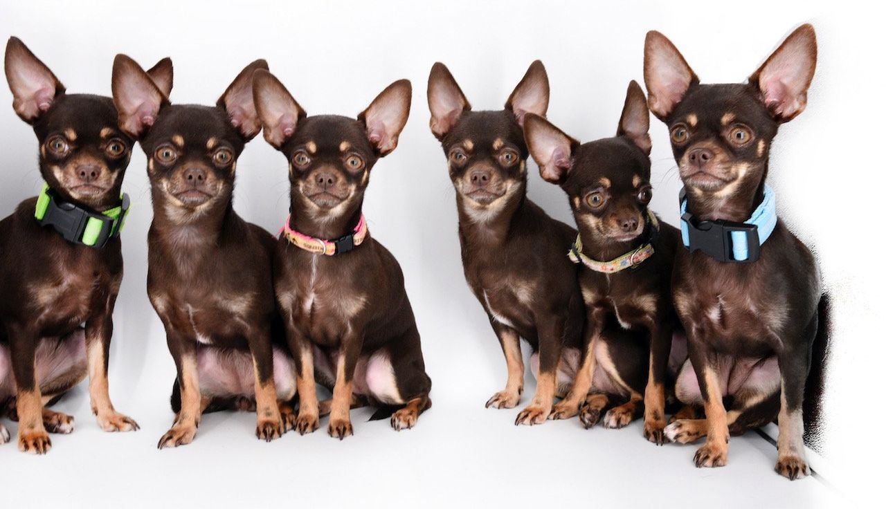 Most Cloned Dog: world record set by Miracle Milly