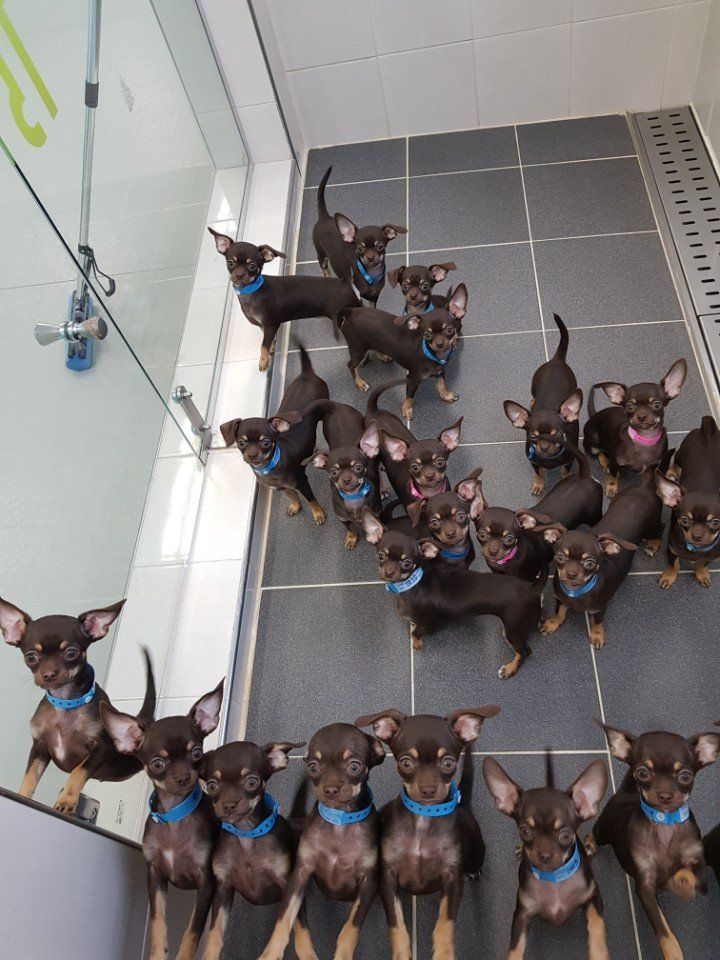  Miracle Milly, the tiny chihuahua from Puerto Rico, (owned by chihuahua breeder Vanesa Semler, CEO of Hollywood Chis), has 49 clones from Sooam Biotech on Seoul Korea - thus setting the new world record for the Most Cloned Dog
