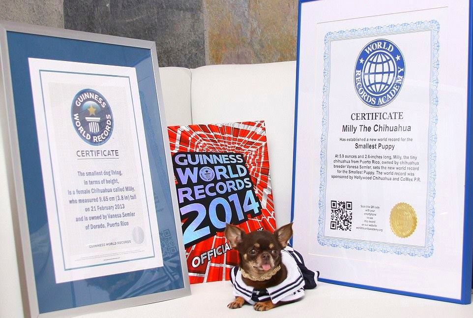 Smallest Puppy: Milly The Chihuahua breaks world record (PICS & Video)
