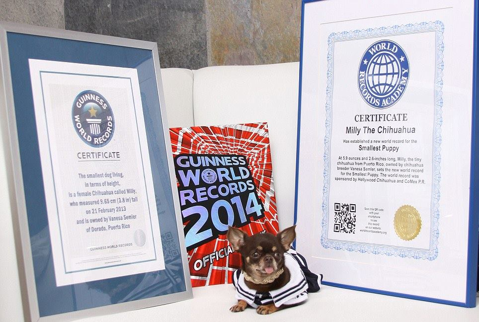 Smallest Puppy: Milly The Chihuahua breaks world record (PICS & Video) Smallest Puppy: Milly The Chihuahua breaks world record (PICS & Video)