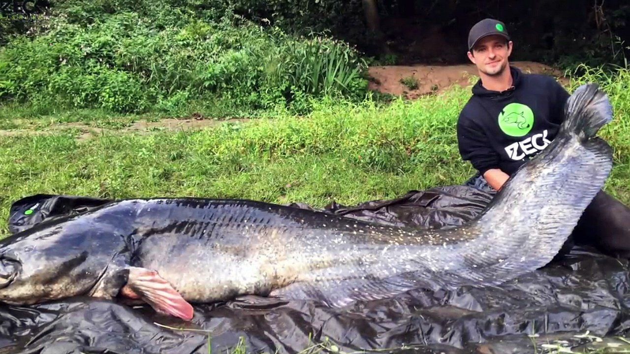 Largest Catfish Caught: world record set by Jean-Christophe Conéjéro