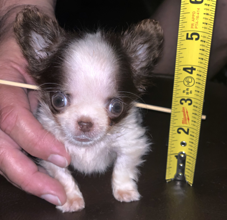 the smallest puppy