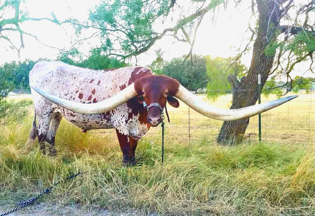 Largest horn span on a steer: Bucklehead The Longhorn