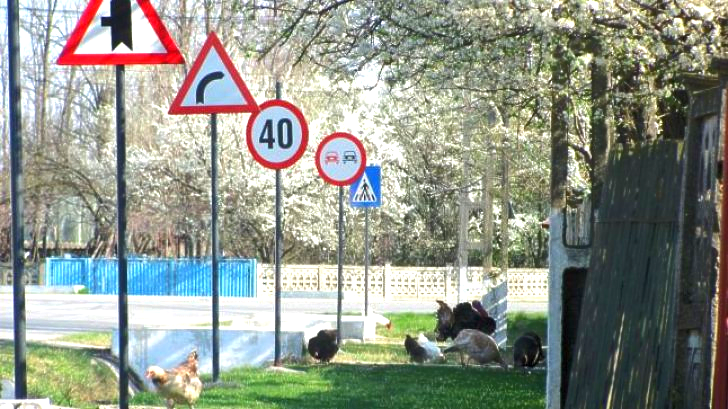 Most road signs per kilometer: The Four Brothers village sets world record
