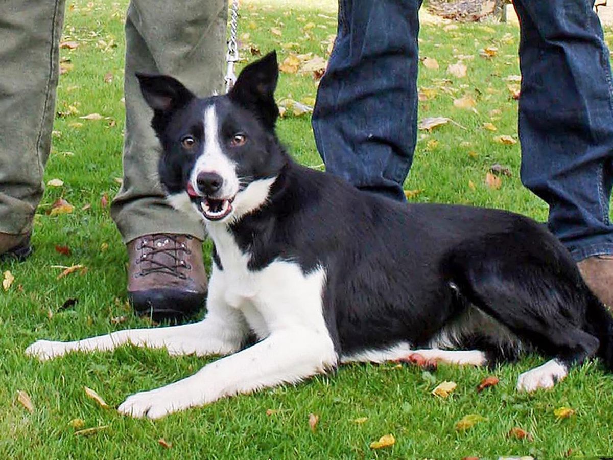  Most expensive sheepdog: Bob the sheepdog breaks Guinness world record 
