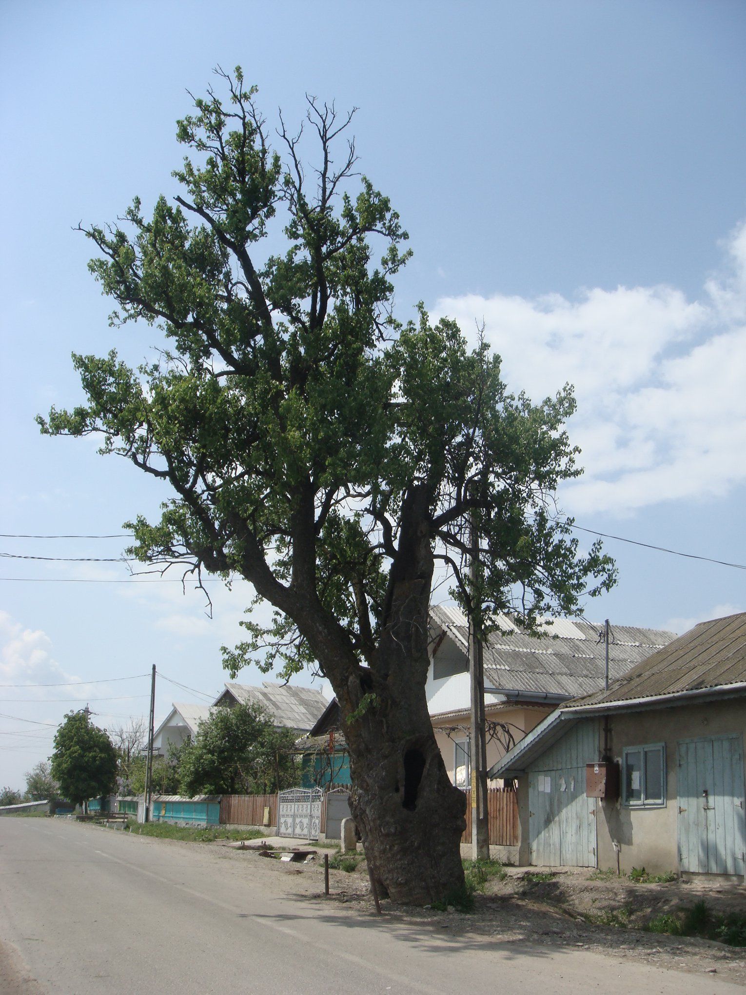 Oldest living cultivated fruit tree: world record set by Sticea's Pair Tree