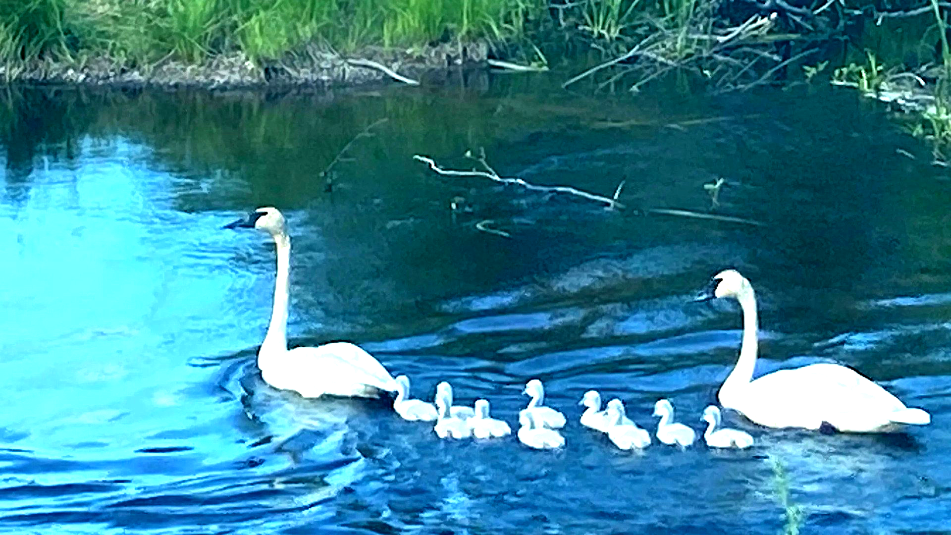 Largest trumpeter swan family: Minong swan family sets world record