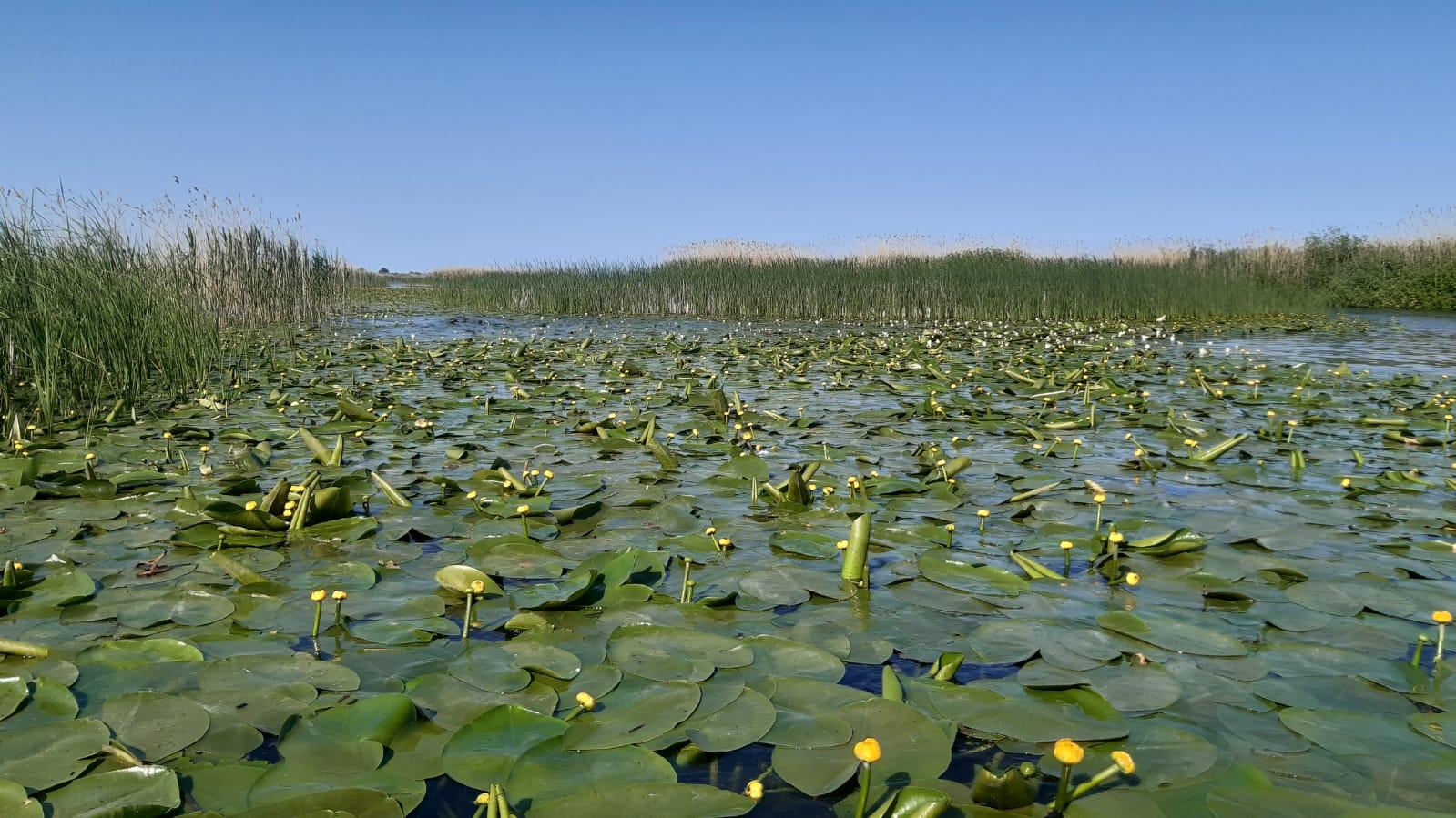 Largest compact area of ​​reed: world record set by The Danube Delta