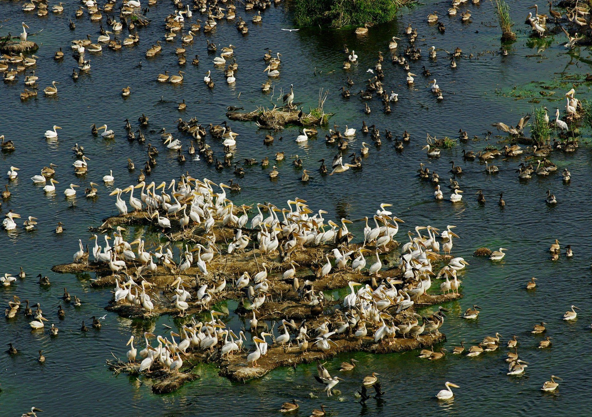 Largest compact area of ​​reed: world record set by The Danube Delta