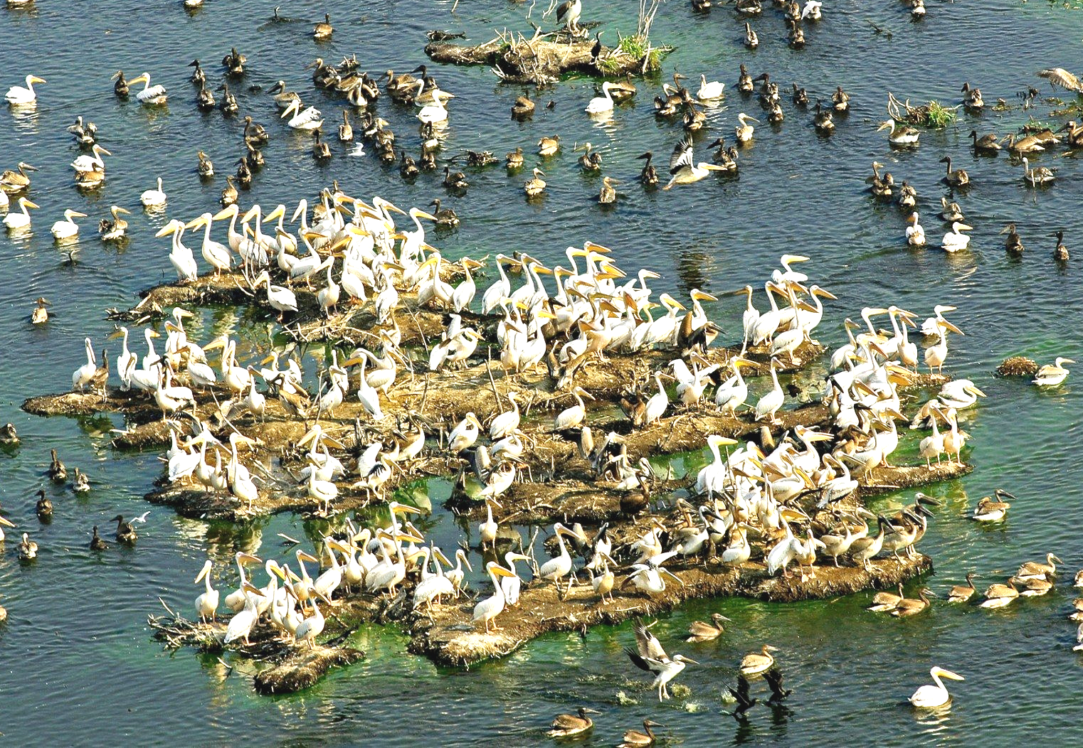 
Largest compact area of ​​reed: world record set by The Danube Delta