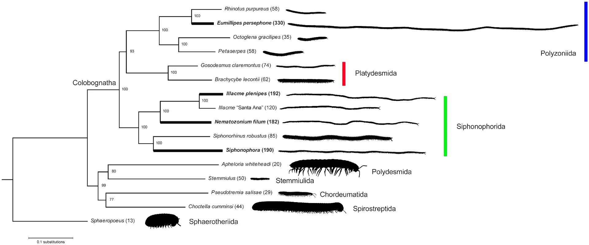 First true millipede: Eumillipes persephone sets world record First true millipede: Eumillipes persephone sets world record