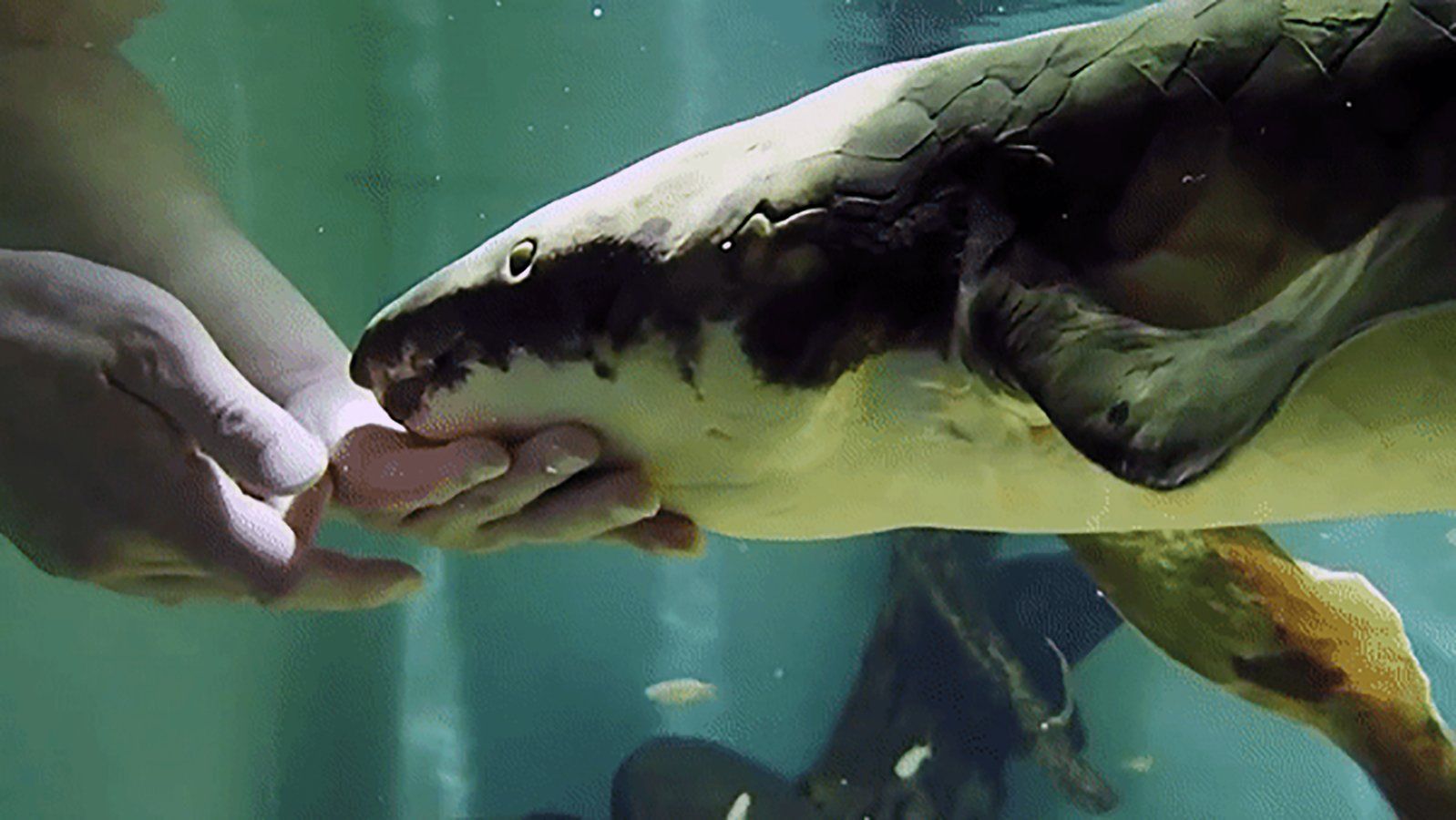  Oldest living aquarium fish: Methuselah The Lungfish sets world record 