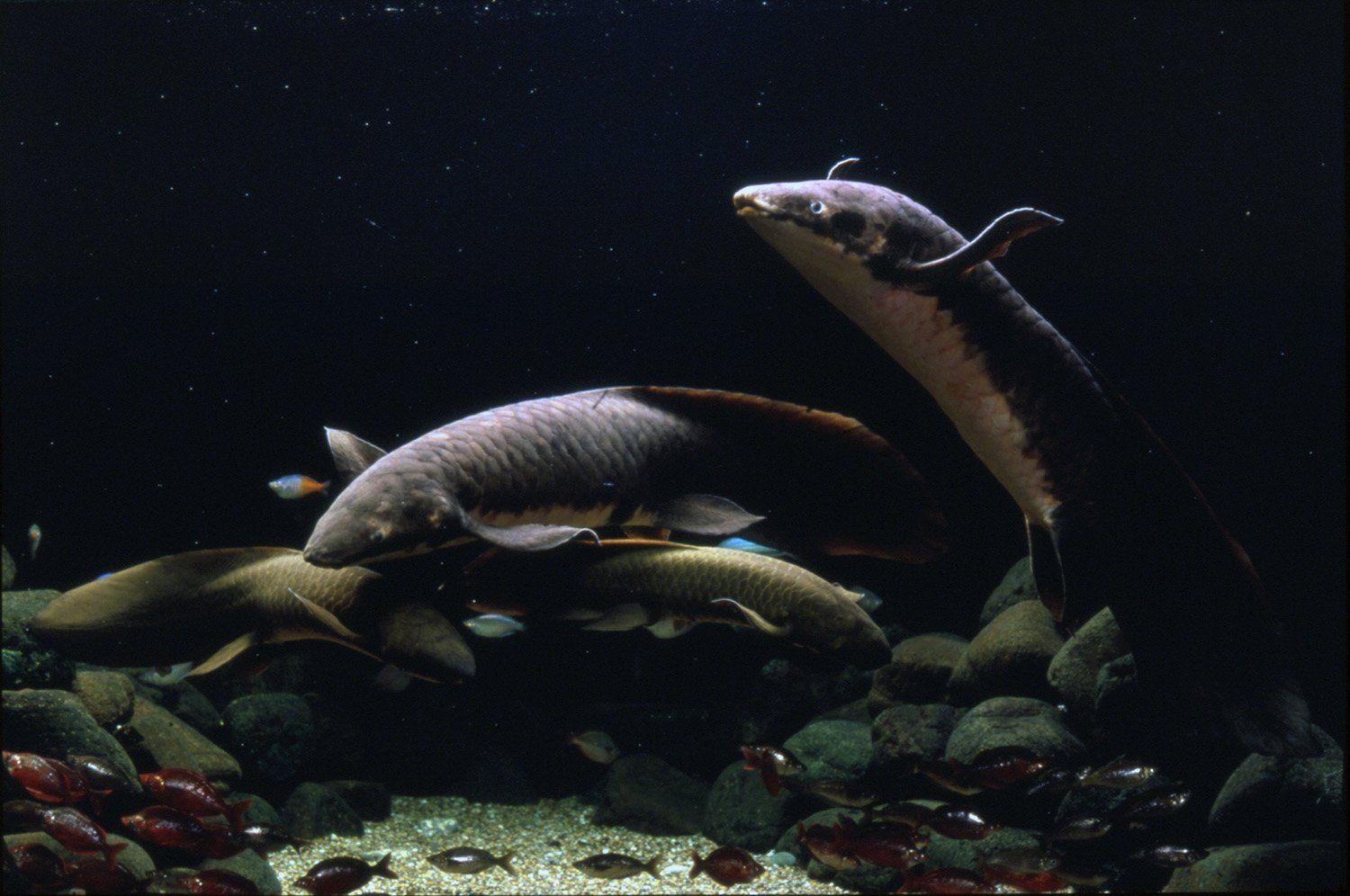 Oldest living aquarium fish: Methuselah The Lungfish sets worlf record