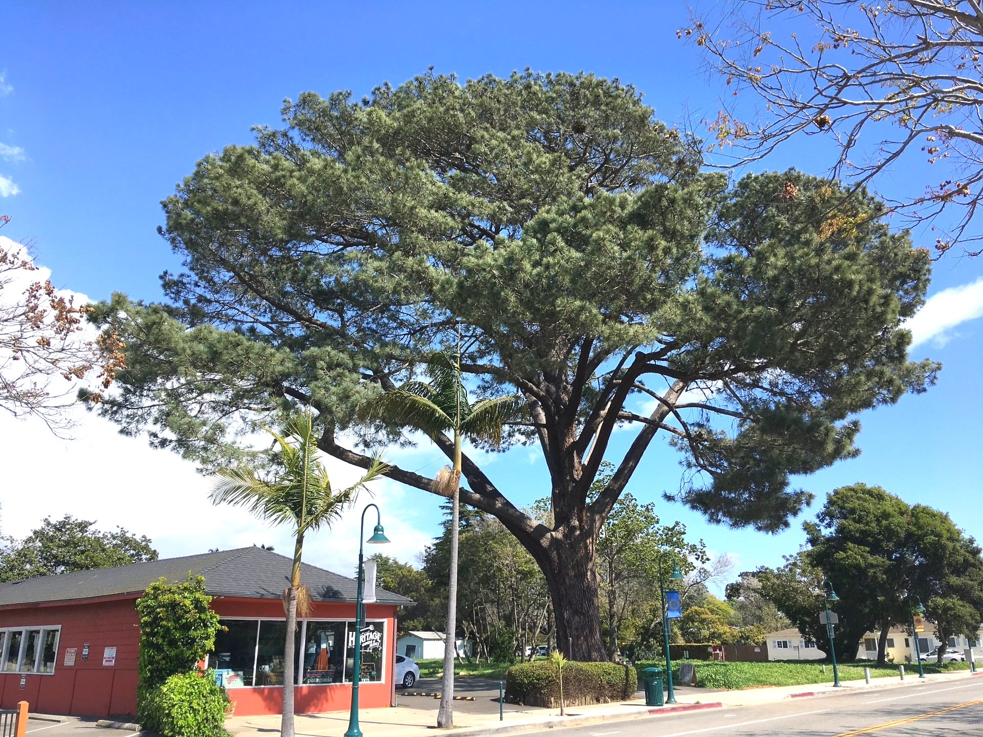 World's Largest Torrey Pine: world record set in Carpinteria, California