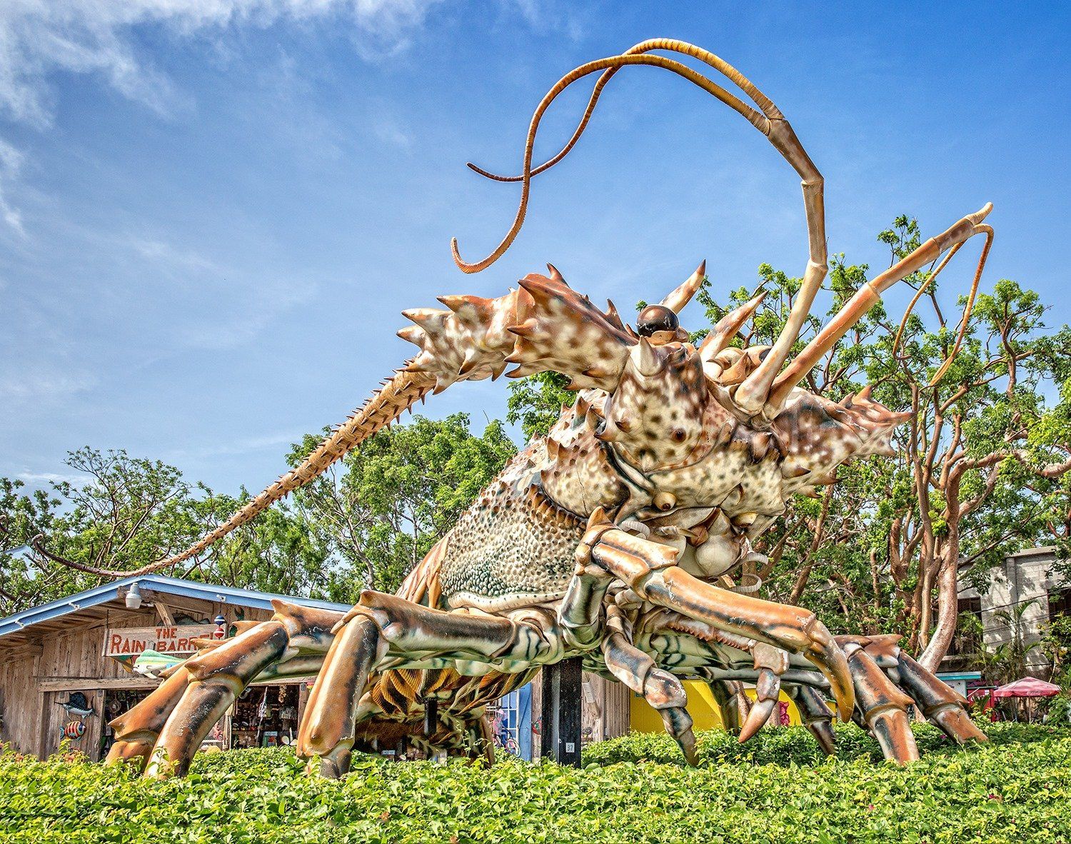 World's Largest Spiny Lobster Sculpture: world record in Islamorada, Florida