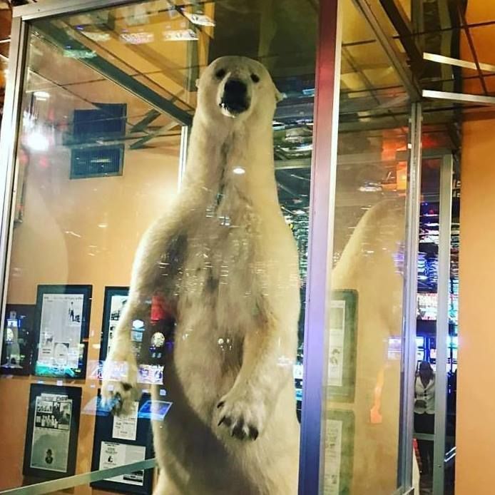  World’s Largest Stuffed Polar Bear: world record in Elko, Nevada 