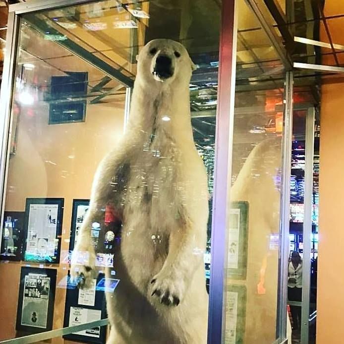 World’s Largest Stuffed Polar Bear: world record in Elko, Nevada