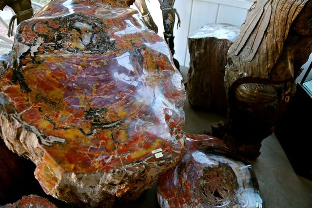 World's Largest Petrified Tree: world record in Holbrook, Arizona